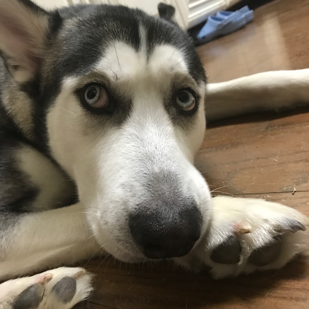 Meet your Posher, Les